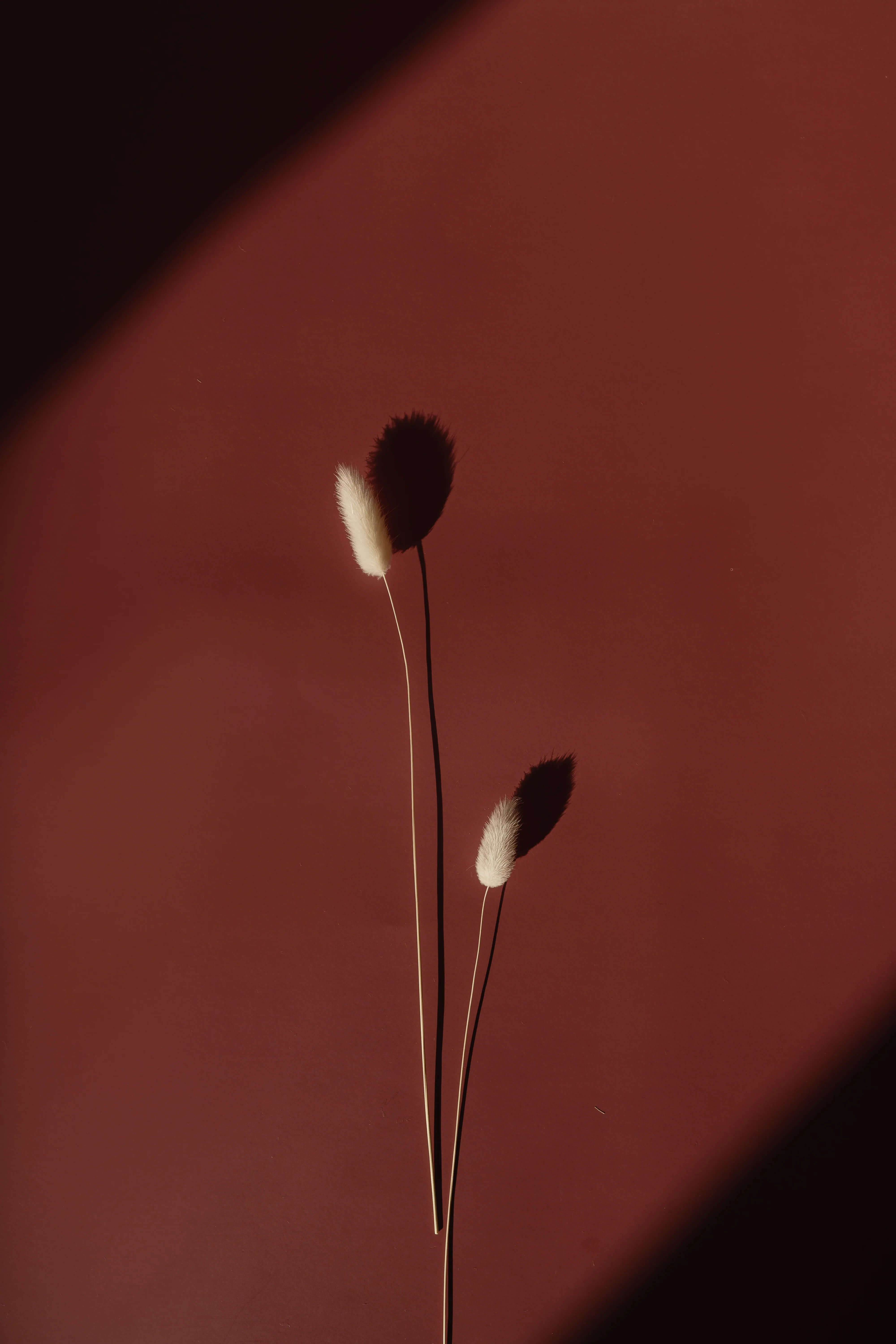 Minimalist dried bunny tail grass stems casting shadows on a warm brown background
